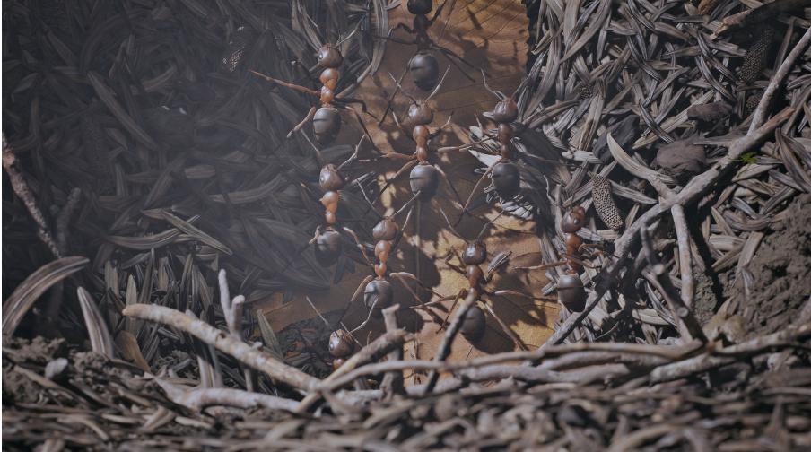 Une image contenant aire, nid, Nid d’oiseau, plein airDescription générée automatiquement