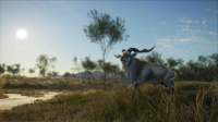 Releasedatum zu theHunter Call of the Wild Emerald Coast Australia DLC veröffentlicht