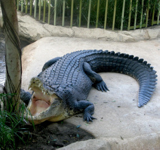 Teamplay für Skylanders Trap Team und den Dresdener Zoo