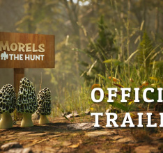 Morels: The Hunt