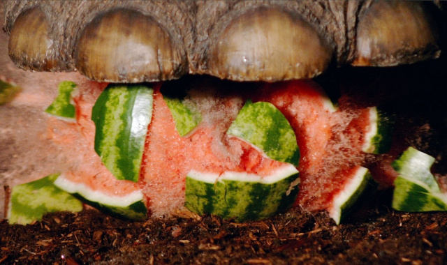 Far Cry Primal and The Slow Mo Guys Present Mammoth Stomp